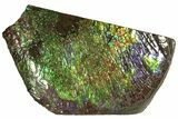 Brilliant Ammolite (Fossil Ammonite Shell) - Rare Purple Color! #207208-1